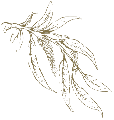 Lord Krishna Medlley